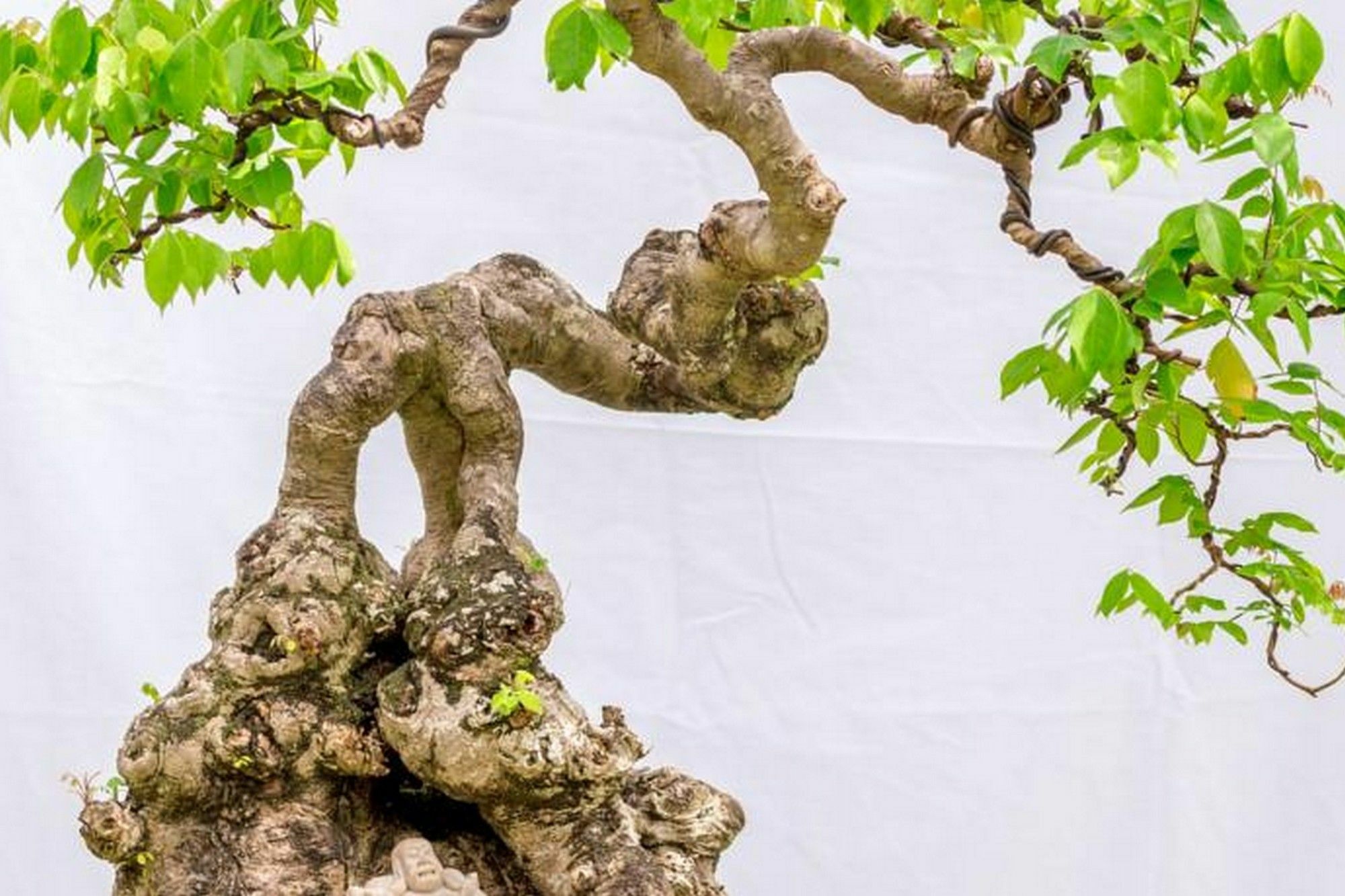 Bonsai Villa Хоян Екстер'єр фото